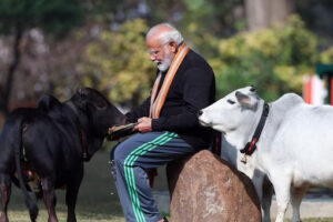 "Unlocking the Punganur Charm: PM Modi Cultivates ‘Golden’ Cows on Makara Sankranthi – Prestige, Nutrition, and Cultural Reverence Unveiled"